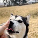 멍멍미식회 이미지