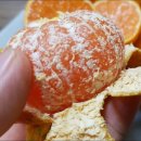 주홍농장 | 무농약 못난이귤 친환경 제주귤의 놀라운 변화