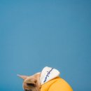 숲속의강아지 이미지