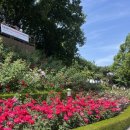 여월초등학교 | 6월 경기도 꽃축제 추천｜부천 백만송이장미원 다녀온 후기🌹 주차 정보+사진 총정리!