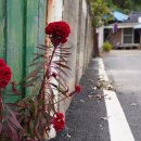 구룡천제방 이미지