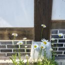 별궁 | 충남 태안 여행 한옥펜션 &#39;별궁&#39; : 봄과 가을 두 번이나 다녀왔던 오션뷰 한옥숙소 / 내돈내산 솔직후기