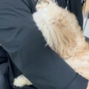 앨리스in동물병원 네이버블로그