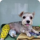 (구)한일병원2(우측) | 강아지 십자인대 수술비용 8살 우측과 좌측 슬개골까지