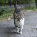 동백유원지 이미지