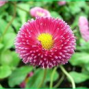 데이지(daisy) 이미지