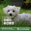 행복한외과병원 | 강아지 유선종양, 수술이 꼭 필요할까? 증상 원인 치료 총정리 [김선영외과동물병원]