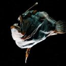 아귀사랑 이미지