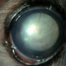 으뜸원동물병원 이미지