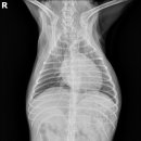 창현동물병원 이미지