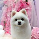 토토펫 하우스 이미지