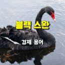 Black Swan 이미지