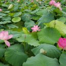 장부다리주유소 이미지