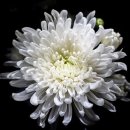 구피애견 이미지