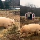 맘마농장 이미지