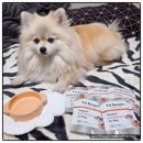 펫츠다이닝(pet's dining) | 펫츠다이닝 벳키퍼 로우펫 치킨 습식 강아지처방사료 급여해봤어요