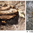 (다살이) 22. 등치고 간 빼 먹는 기생말벌 이미지