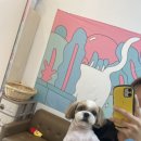 아롱애견미용실 이미지