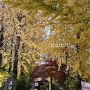 충렬로 | 양산 통도사 스타벅스 주차 매장 특징 베이커리 솔직 후기