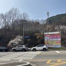 한일우드 앞 횡단보도 | 남양주 카페 추천 데님우드 주차 (벚꽃 인생샷)