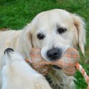 댕댕이천사 이미지