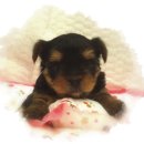 말티네 집 이미지