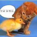 멍멍멍 이미지