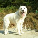 구름이 이미지