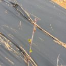 아로니아민박 이미지