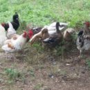 바람골농장 이미지