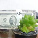 성모꽃방