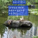 청둥이청둥오리 이미지