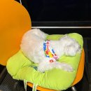 남이섬설3 | 남이섬 설리조트 내돈내산 후기! (장단점, 이중예약 피해 주의)