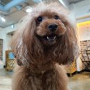 차르도르 애견카페 이미지