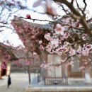 안경, 봄날 이미지