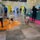 강아지 놀이터 이미지