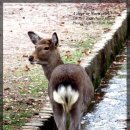 종일사슴 이미지