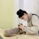파주고양이 미용실 이미지