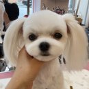 포미샵 이미지