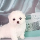 개냥이네 노원본점 이미지