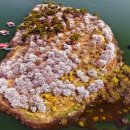 진천 벚꽃섬 이미지