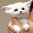 사막여우 이미지