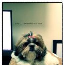 세븐동물병원 이미지