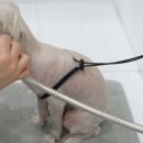 강아지 미용 이미지