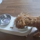 슈나우펫 | 견생에 첫 호텔온 감자🤎