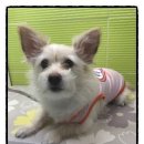 도도애견샵 이미지