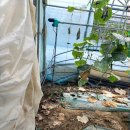 석지농장 이미지