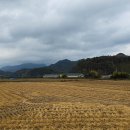 두곡리 은행나무 이미지