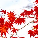 [11월3일 월요일] 단풍구경하시긔 힘내세욤 뀨~~ 이미지