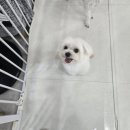 디디애견미용 이미지